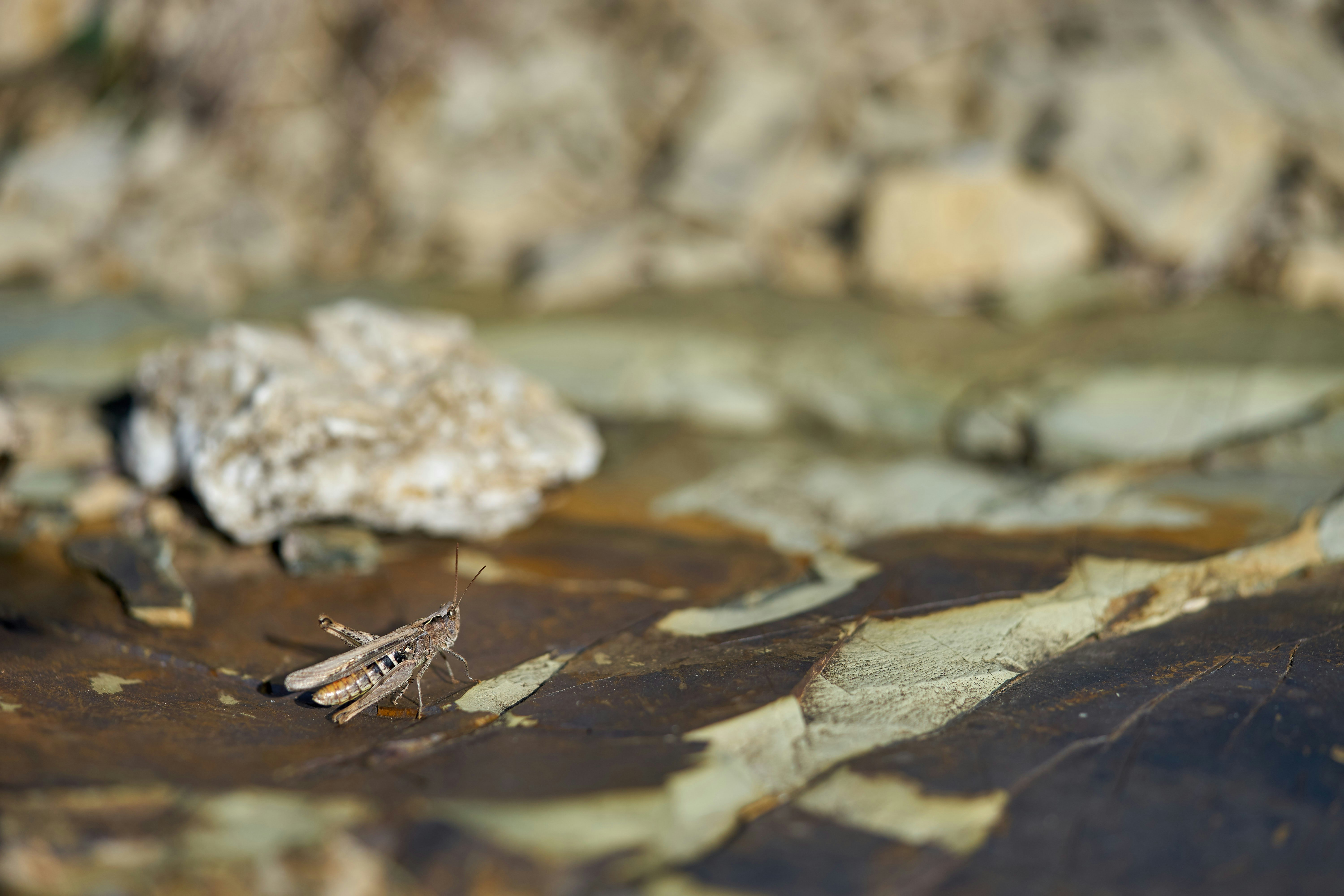 brown grasshopper on brown rock
